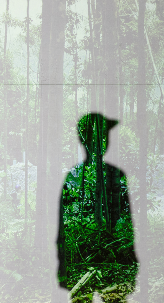 Bild von einem Wald mit Schatten eines Menschen im Vordergrund